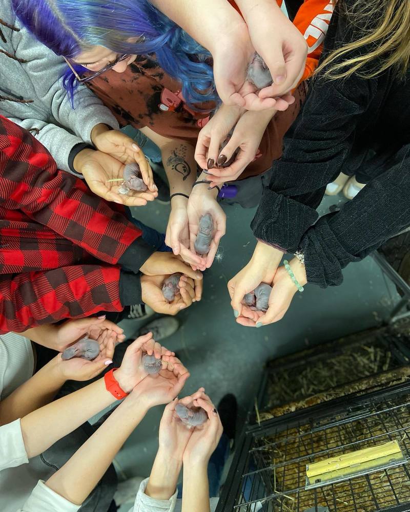 Students holding baby rabbits